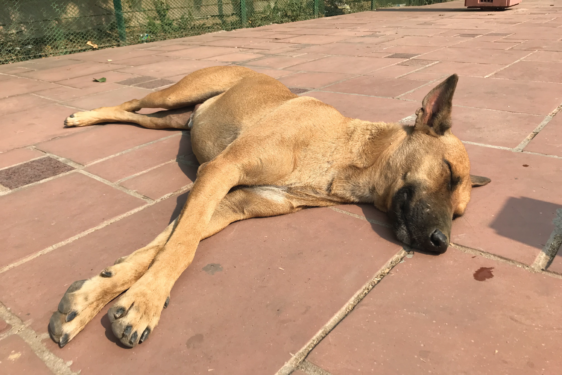 インドにいた野良犬が寝転んでいる様子